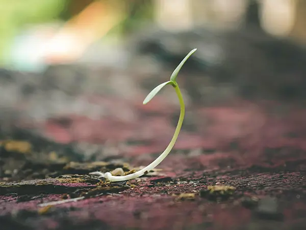 Project Imo Youth Promise Environmental Impact Program Homepage Image small plant sprouting out of ground